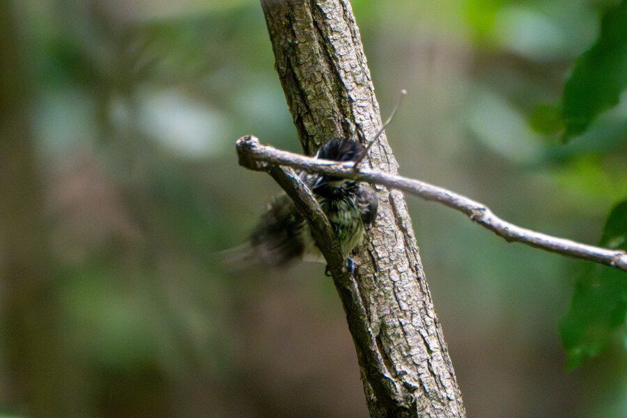 6월달 서울시립공원묘지 탐조_28.jpg