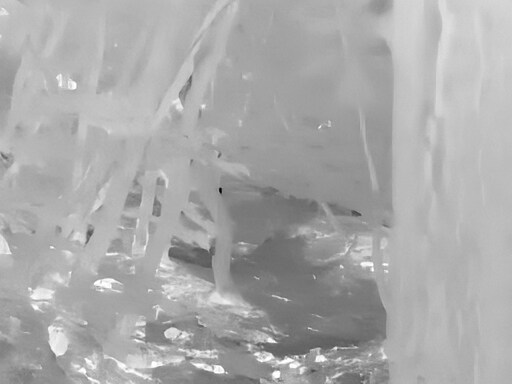 6월달 서울시립공원묘지 탐조_31.jpg