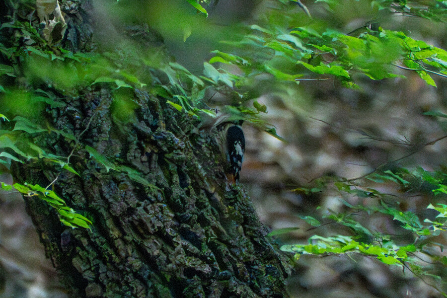 6월달 서울시립공원묘지 탐조_30.jpg