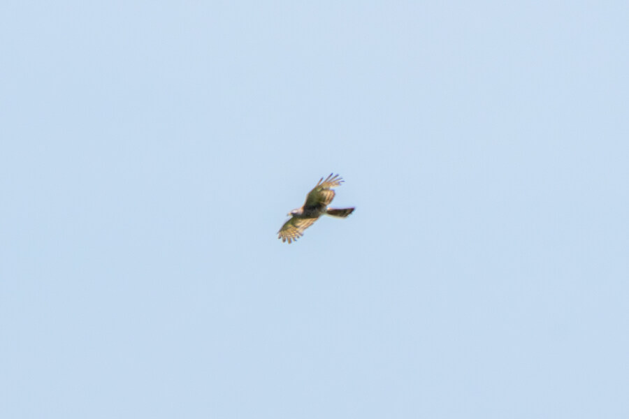 6월달 서울시립공원묘지 탐조_34.jpg