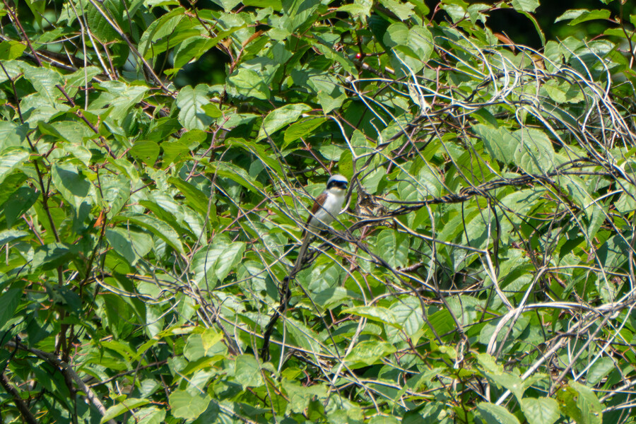 6월달 서울시립공원묘지 탐조_35.jpg