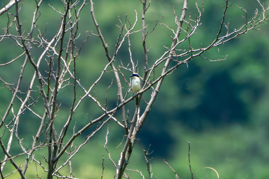 6월달 서울시립공원묘지 탐조_40.jpg