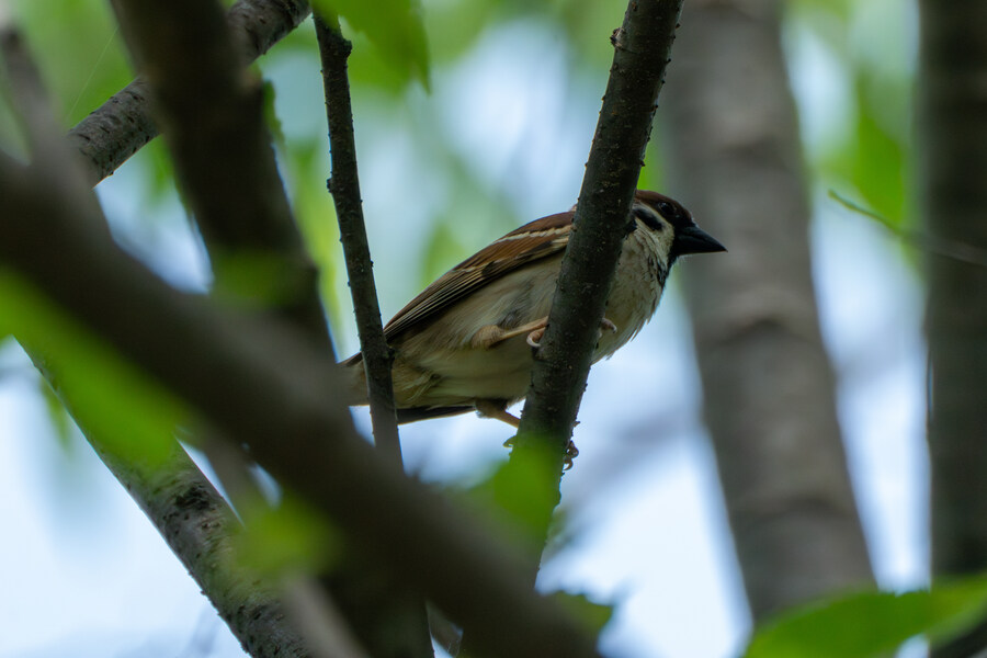 6월달 서울시립공원묘지 탐조_44.jpg