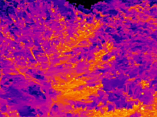 6월달 서울시립공원묘지 탐조_46.jpg