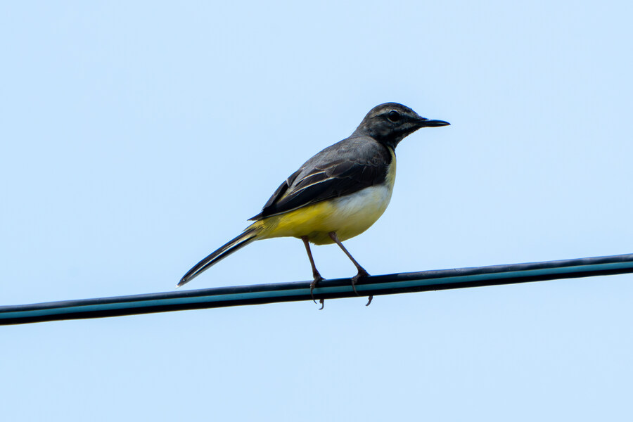 6월달 서울시립공원묘지 탐조_47.jpg