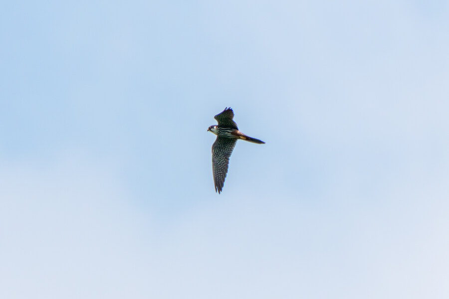 6월달 서울시립공원묘지 탐조_48.jpg