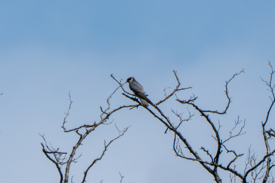 6월달 서울시립공원묘지 탐조_49.jpg