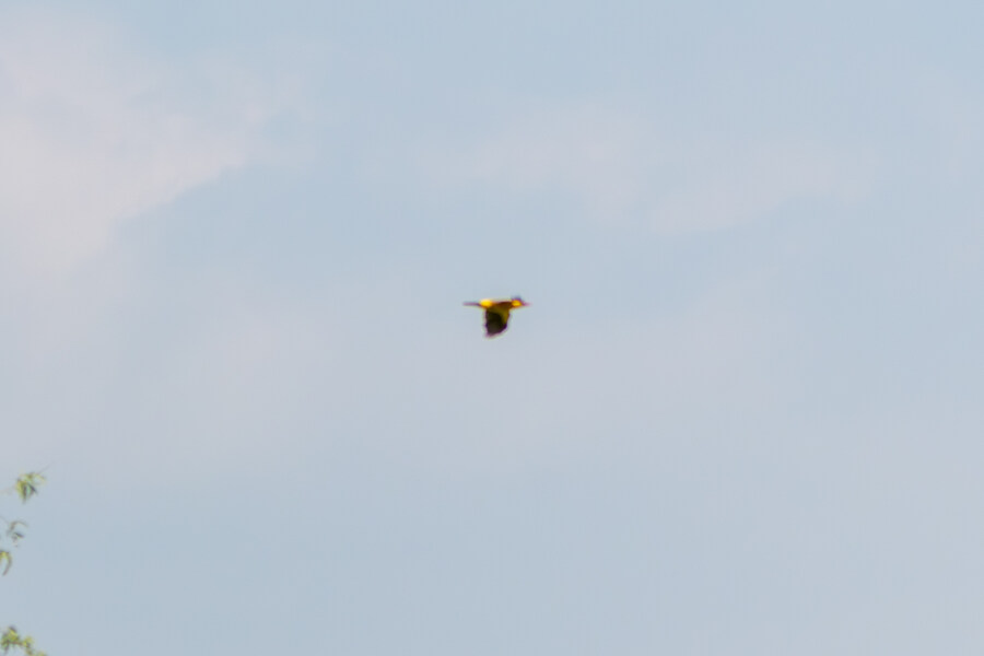 6월달 서울시립공원묘지 탐조_53.jpg