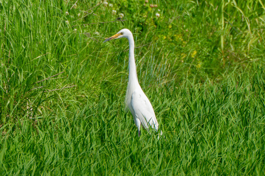 6월달 서울시립공원묘지 탐조_64.jpg