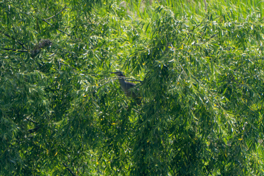 6월달 서울시립공원묘지 탐조_65.jpg