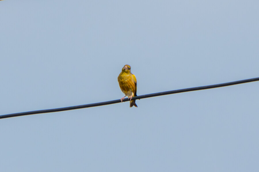 6월달 서울시립공원묘지 탐조_70.jpg