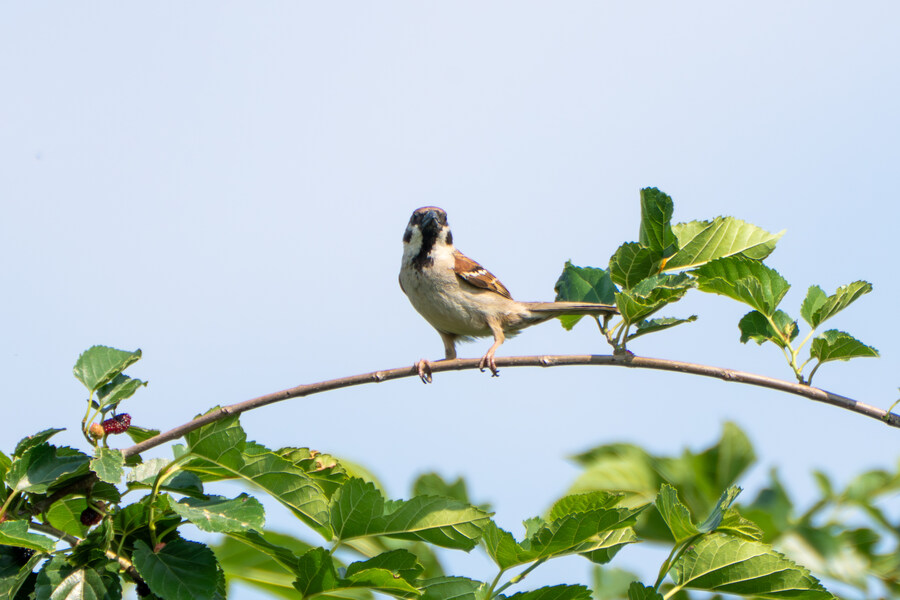 6월달 서울시립공원묘지 탐조_71.jpg