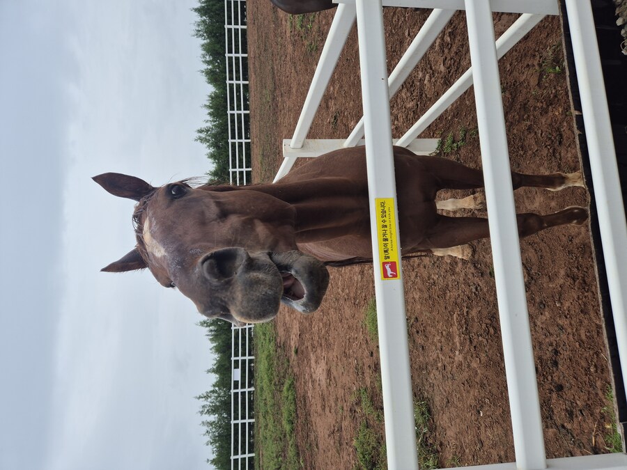 국내 최초(?)의 은퇴마 팬미팅 행사에 빠진 어느 경주마._5.jpg