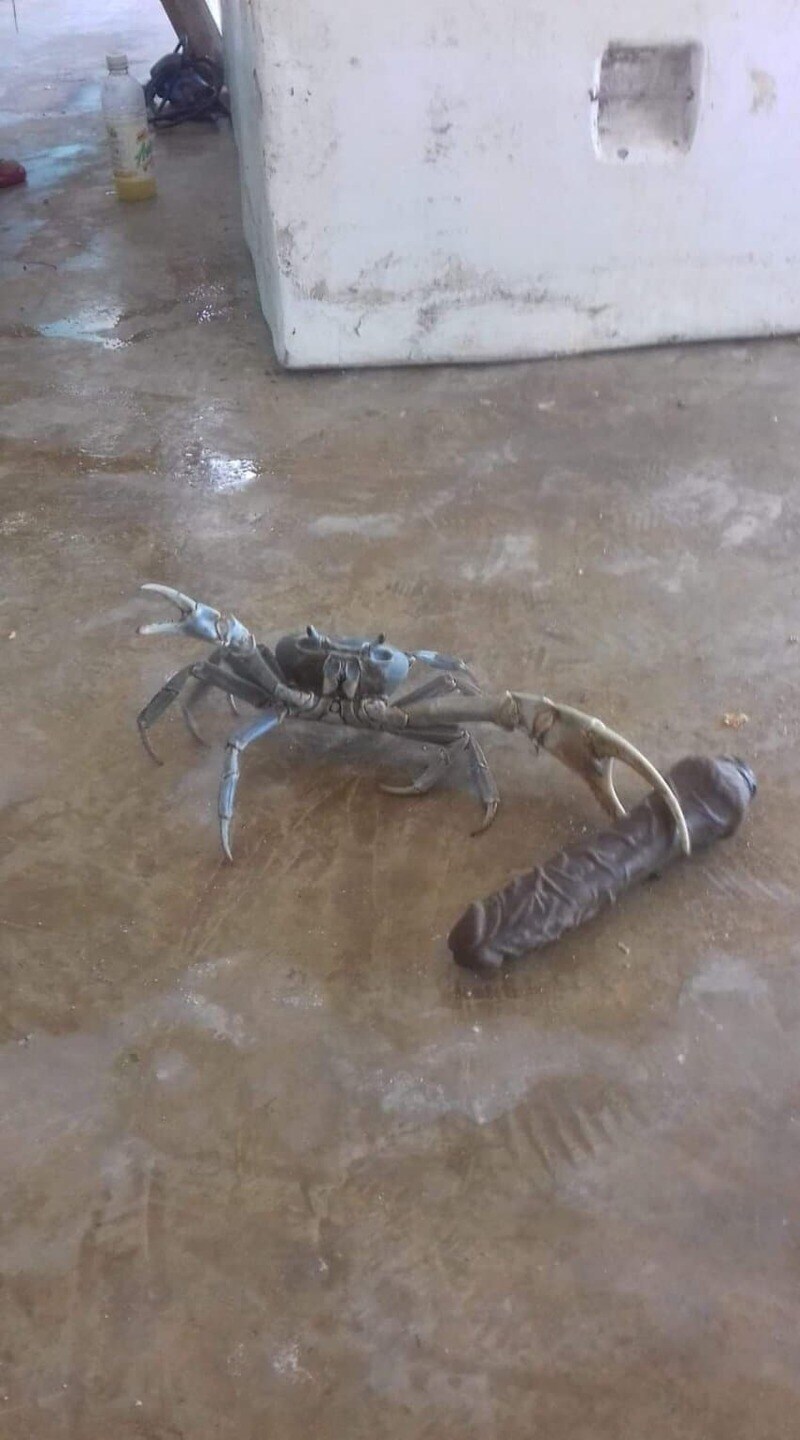 딜도 들고다니는 게임