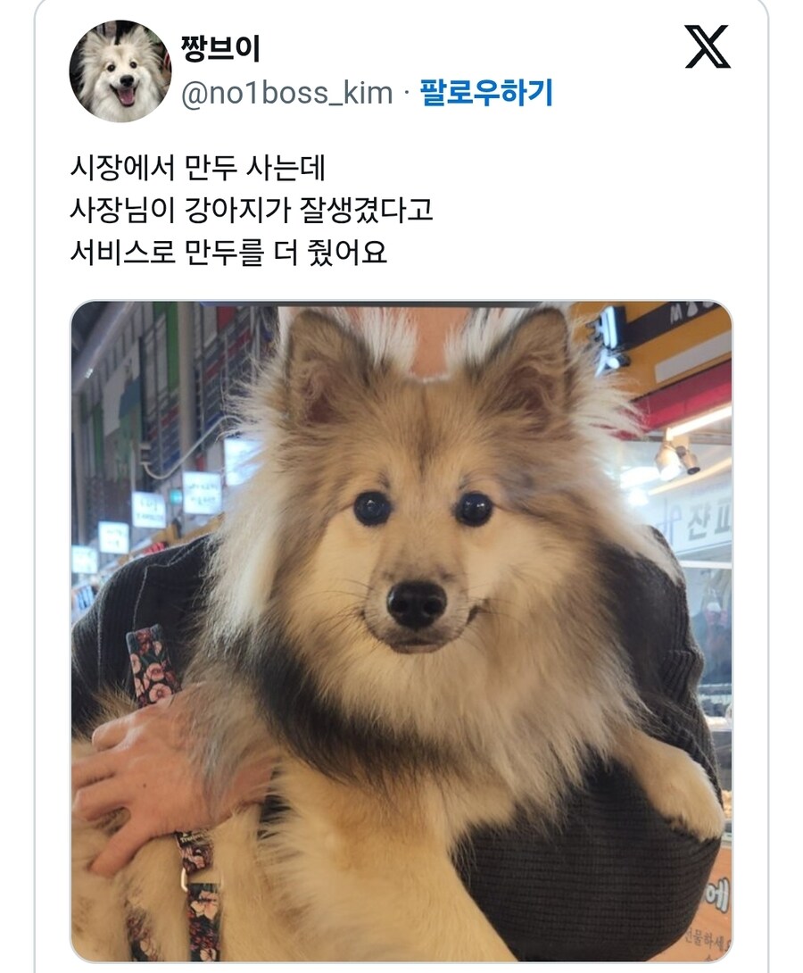 잘생겼다고 만두 서비스 받은 댕댕이_1.jpg