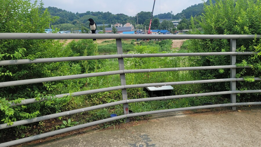 6월, 가볍게 공릉천 탐조_8.jpg