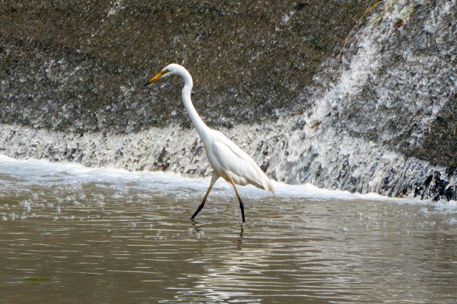 6월, 가볍게 공릉천 탐조_21.jpg
