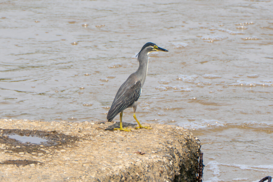 6월, 가볍게 공릉천 탐조_24.jpg