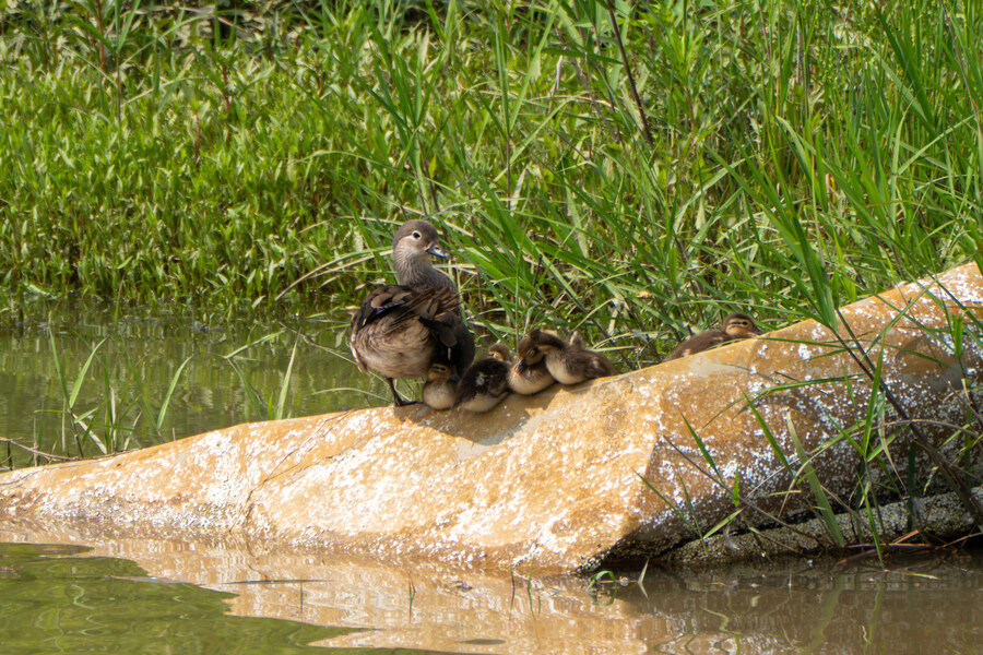 6월, 가볍게 공릉천 탐조_26.jpg