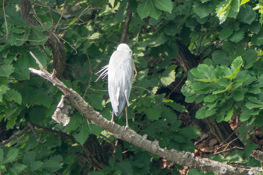 6월, 가볍게 공릉천 탐조_32.jpg