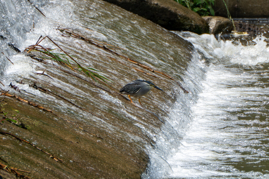 6월, 가볍게 공릉천 탐조_37.jpg