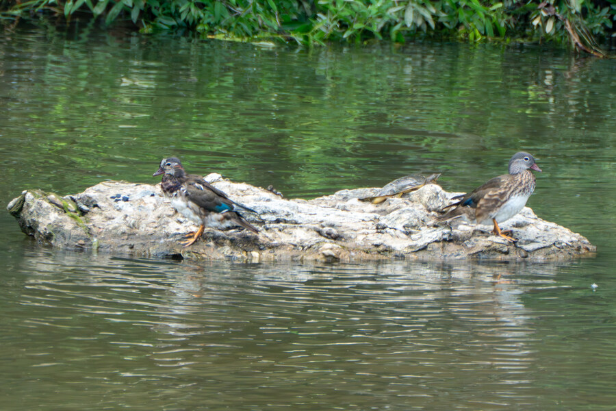 6월, 가볍게 공릉천 탐조_39.jpg