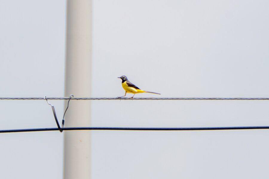 6월, 가볍게 공릉천 탐조_50.jpg