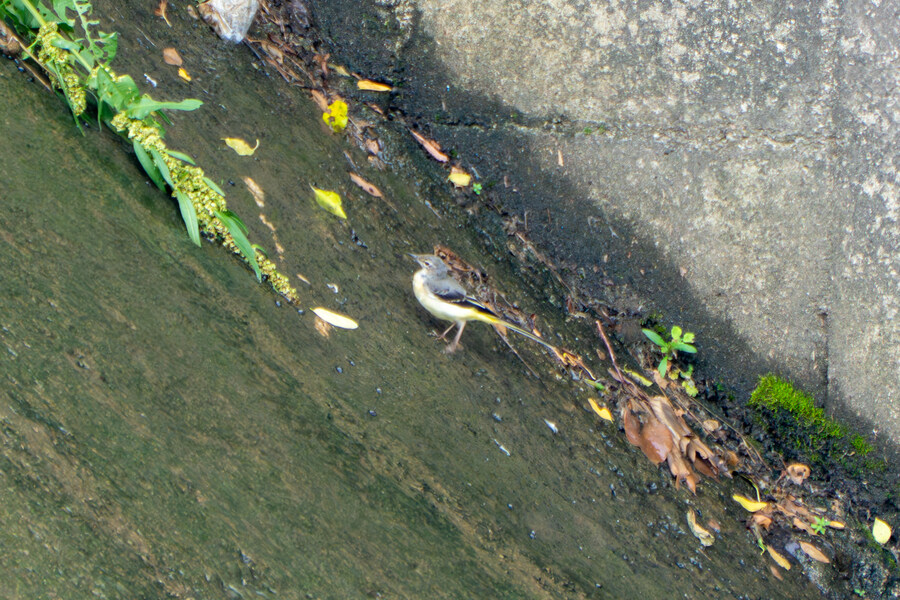 6월, 가볍게 공릉천 탐조_51.jpg