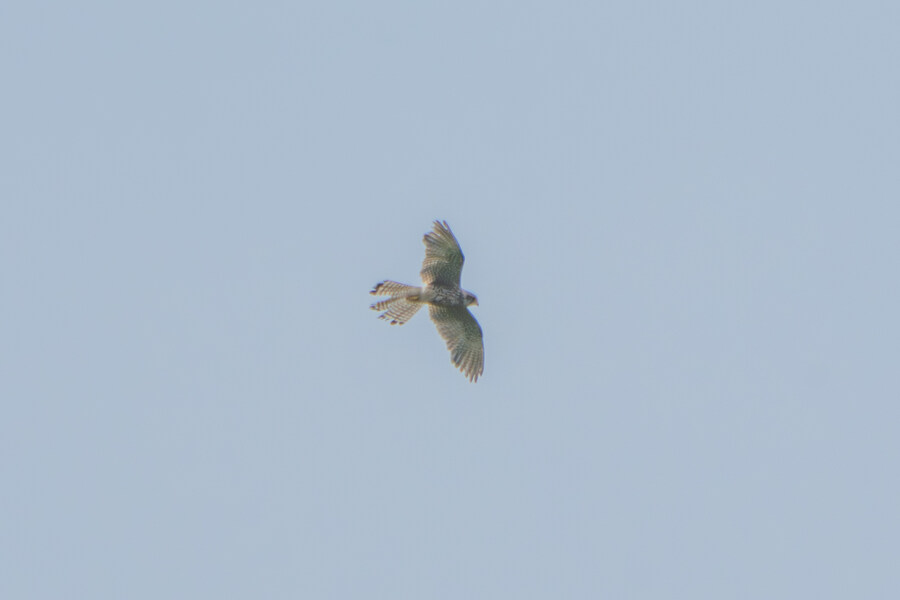 6월, 가볍게 공릉천 탐조_56.jpg