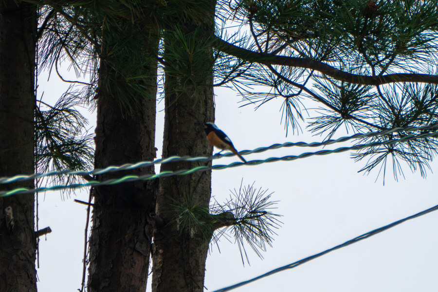 6월, 가볍게 공릉천 탐조_59.jpg