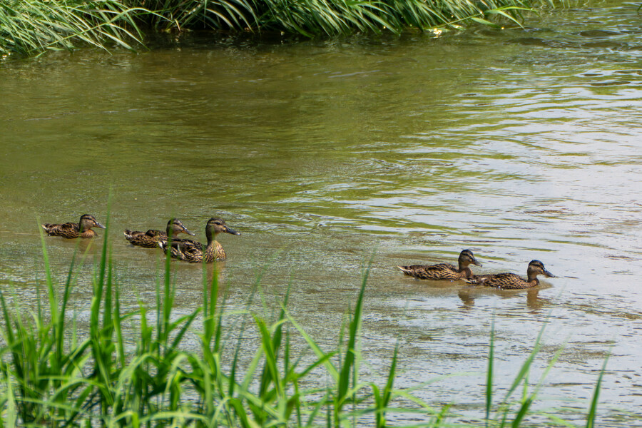 6월, 가볍게 공릉천 탐조_62.jpg