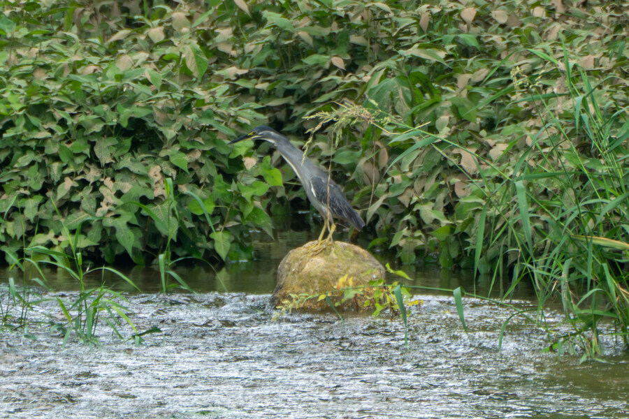 6월, 가볍게 공릉천 탐조_63.jpg