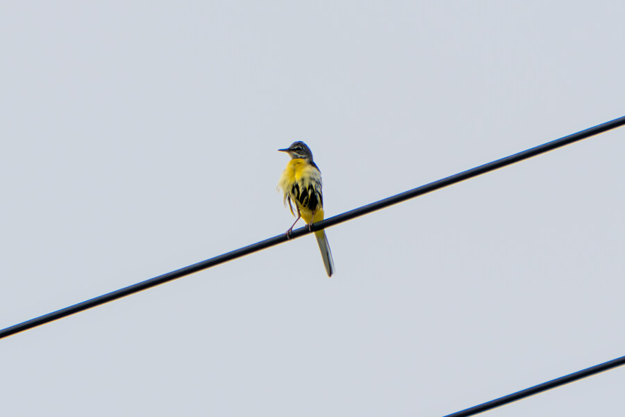 6월, 가볍게 공릉천 탐조_66.jpg