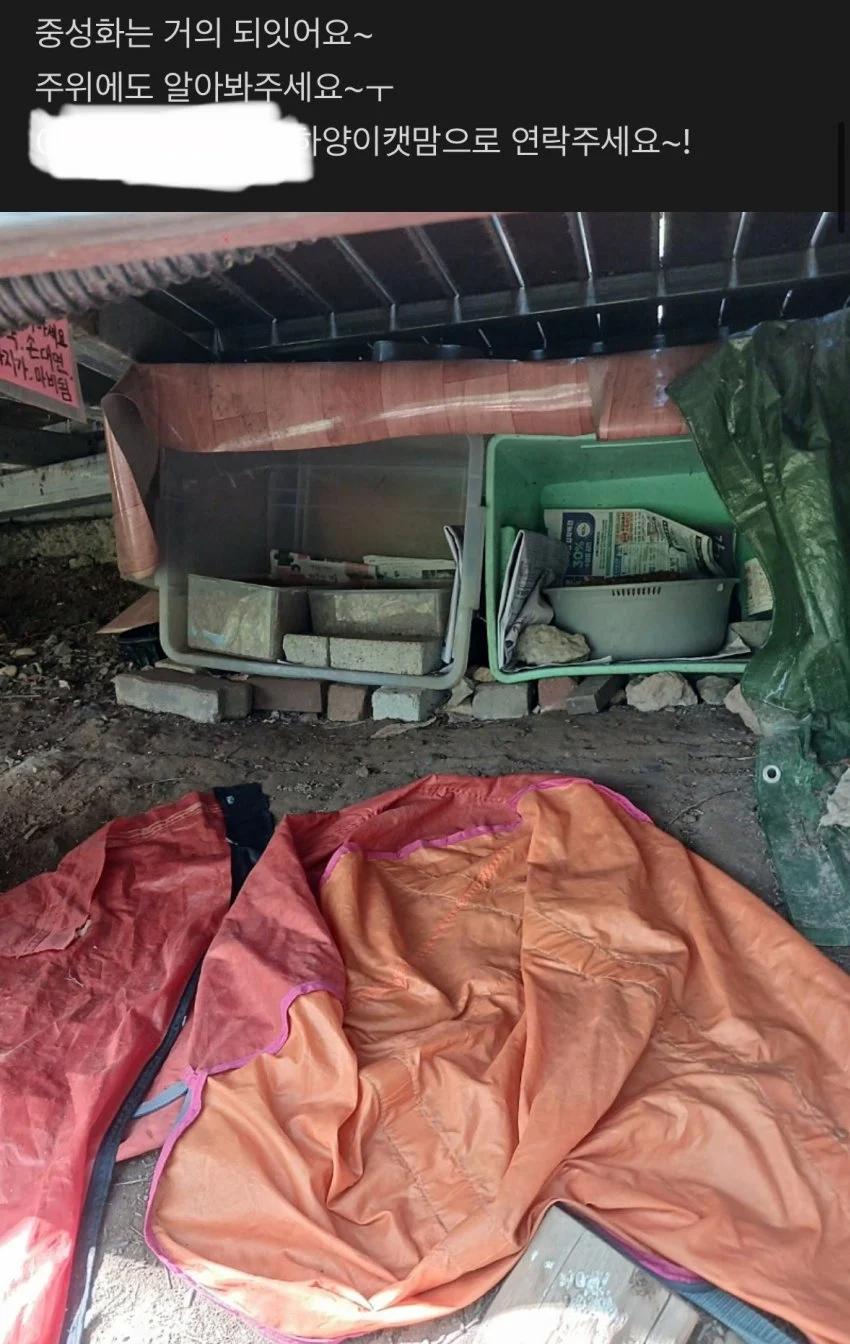 공포) 캣맘 경고를 무시한 자의 최후_2.webp