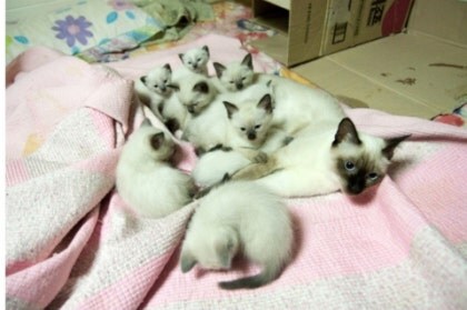 [오늘은 사랑이의 15살 생일입니다] (스압주)_1.jpg