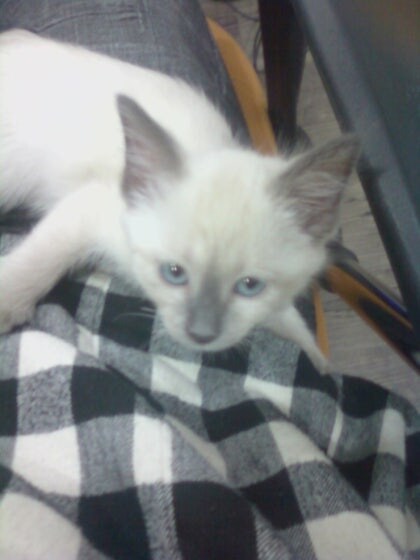 [오늘은 사랑이의 15살 생일입니다] (스압주)_2.jpg