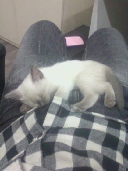 [오늘은 사랑이의 15살 생일입니다] (스압주)_3.jpg