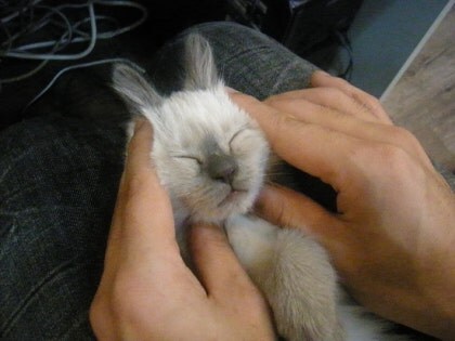 [오늘은 사랑이의 15살 생일입니다] (스압주)_8.jpg