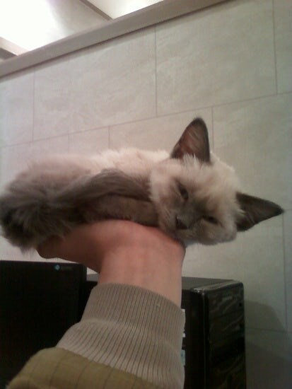 [오늘은 사랑이의 15살 생일입니다] (스압주)_15.jpg