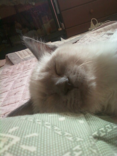 [오늘은 사랑이의 15살 생일입니다] (스압주)_19.jpg