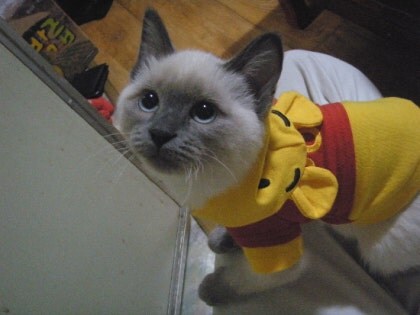 [오늘은 사랑이의 15살 생일입니다] (스압주)_20.jpg