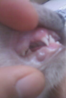 [오늘은 사랑이의 15살 생일입니다] (스압주)_22.jpg