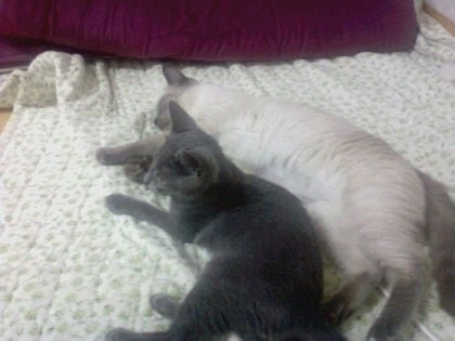 [오늘은 사랑이의 15살 생일입니다] (스압주)_29.jpg