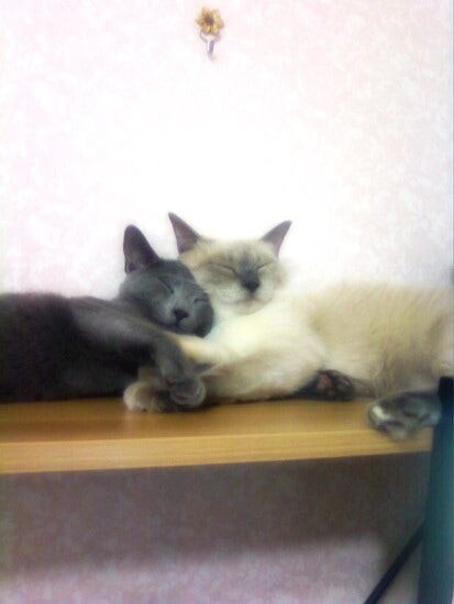 [오늘은 사랑이의 15살 생일입니다] (스압주)_37.jpg