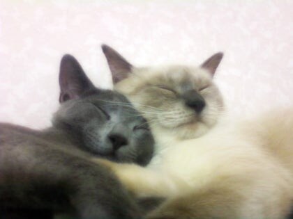 [오늘은 사랑이의 15살 생일입니다] (스압주)_38.jpg