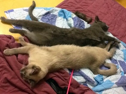 [오늘은 사랑이의 15살 생일입니다] (스압주)_51.jpg