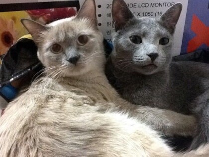 [오늘은 사랑이의 15살 생일입니다] (스압주)_52.jpg