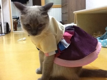 [오늘은 사랑이의 15살 생일입니다] (스압주)_53.jpg