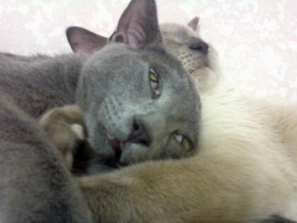 [오늘은 사랑이의 15살 생일입니다] (스압주)_41.jpg