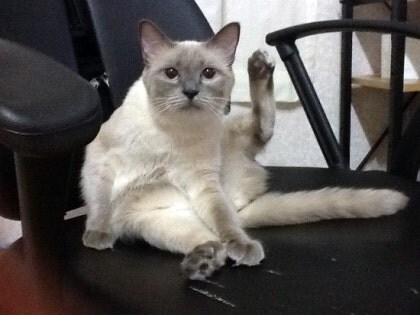 [오늘은 사랑이의 15살 생일입니다] (스압주)_55.jpg